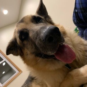 Meet your Posher, Abby